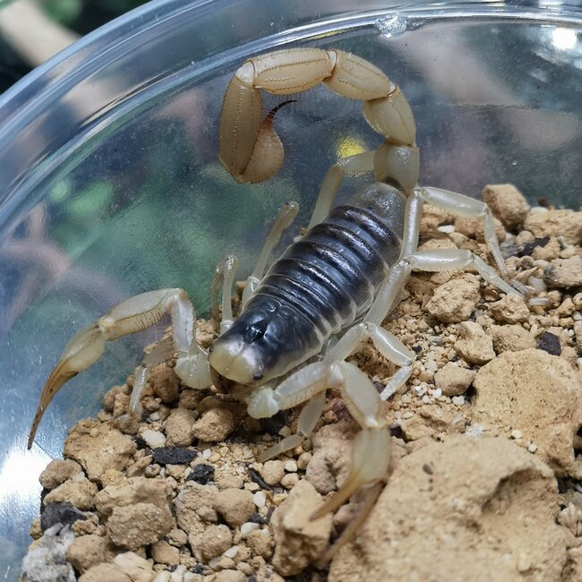 Scorpion Desert Hairy Scorpion, Hadrurus arizonensis