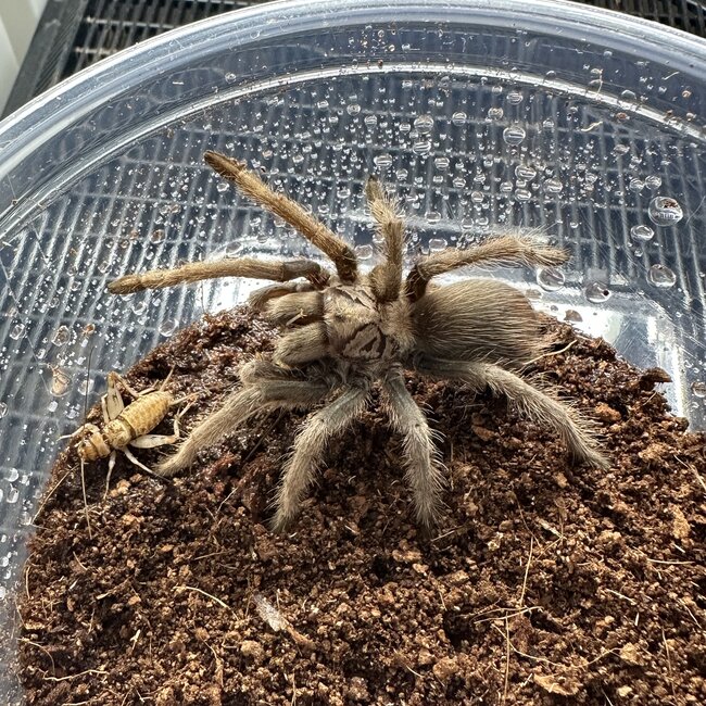 Aphonopelma chalcodes 'Arizona Blonde' Female 4"