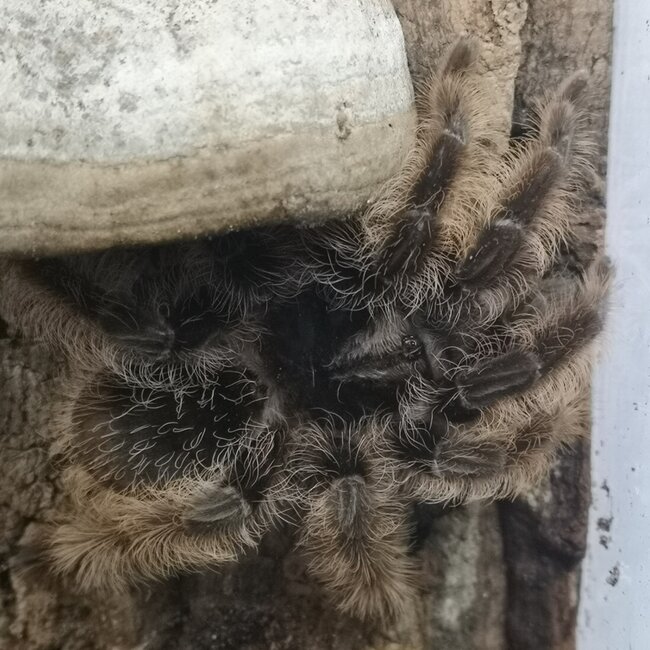 Tarantula Tliltocatl albopilosus 'Curly Hair' 3-4" Female