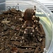 Acanthoscurria geniculata Male 2-3"