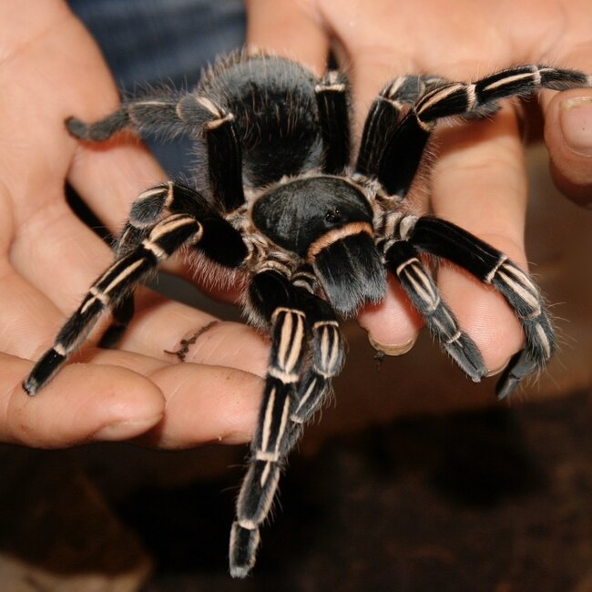 Tarantula Aphonopelma seemanni Stripe Knee Female 4"