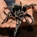 Aphonopelma seemanni Stripe Knee Female 4"