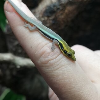 Neon Day Gecko (klemmeri) Male