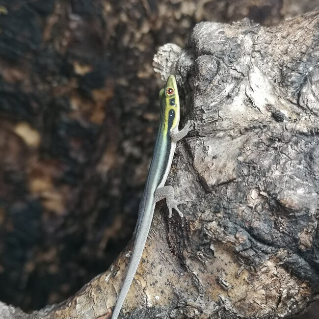 Neon Day Gecko (klemmeri) Male