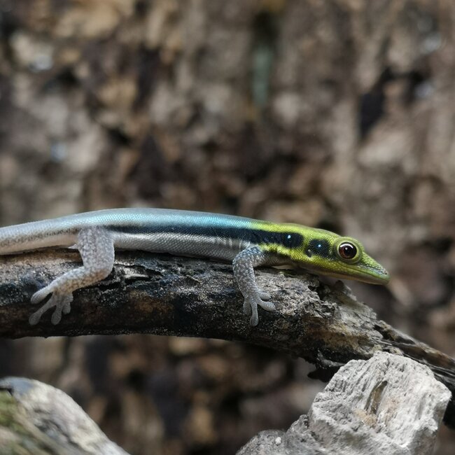 Neon Day Gecko (klemmeri) Male