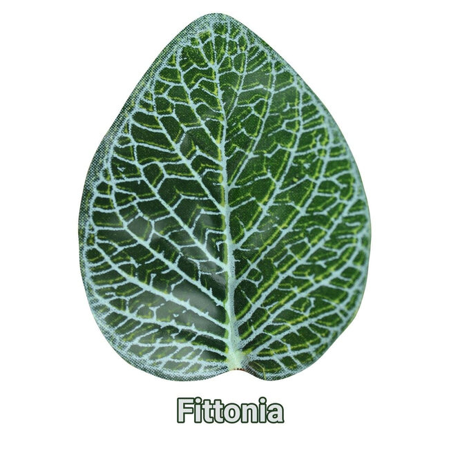 Pangea Leafy Vine Fittonia 6'