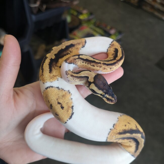 Piebald Pastel Ball Python 0.1