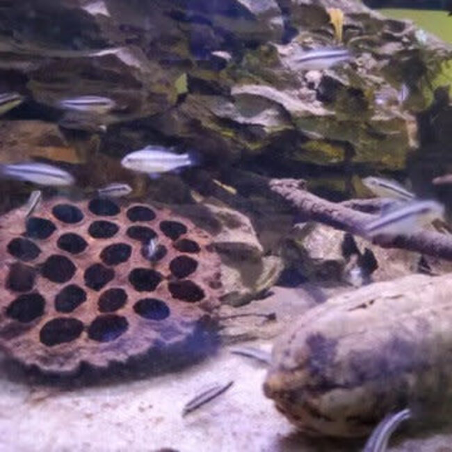 Roonami Lotus seed pod (Big) 1pk