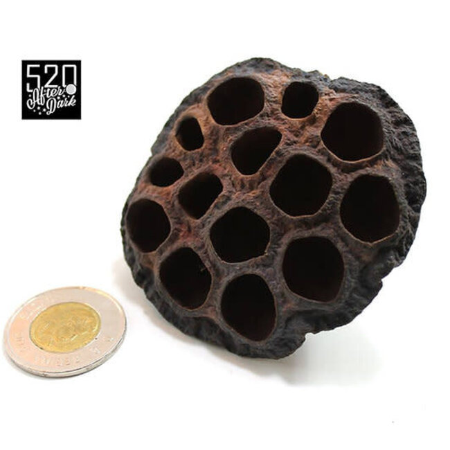 Roonami Lotus seed pod (Big) 1pk