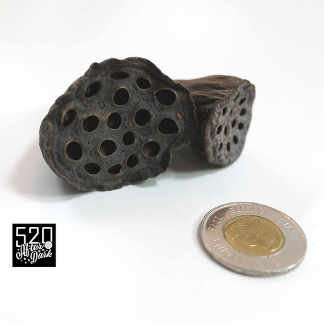 Roonami Lotus seed pod (Medium) 3pk