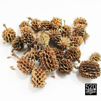 Casurina Cones Casurina Cones