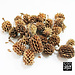 Casurina Cones