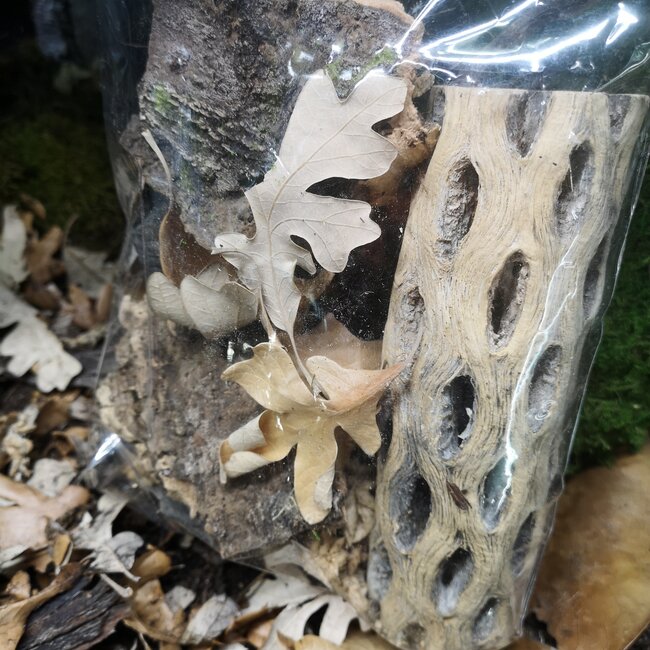 Tropical Botanical Pack Medium
