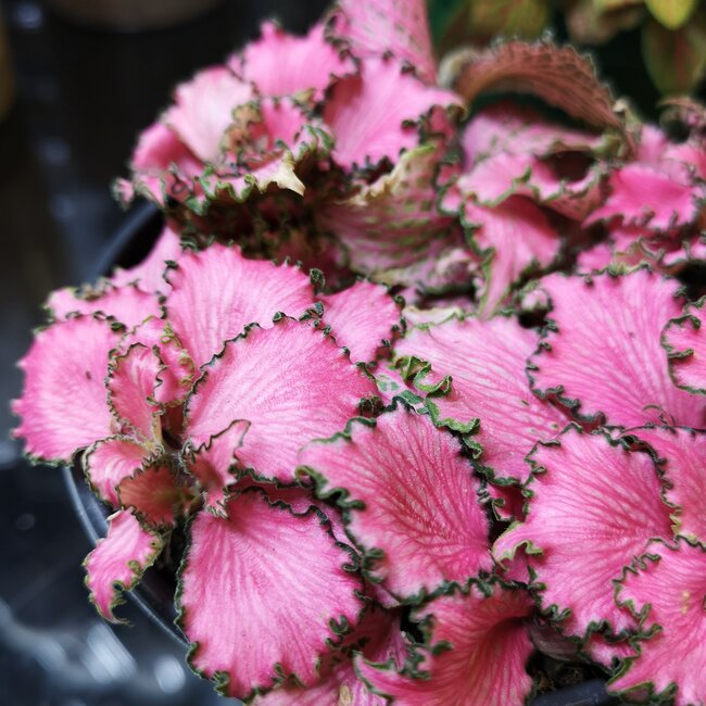 Live Plant Fittonia Pink Crinkle