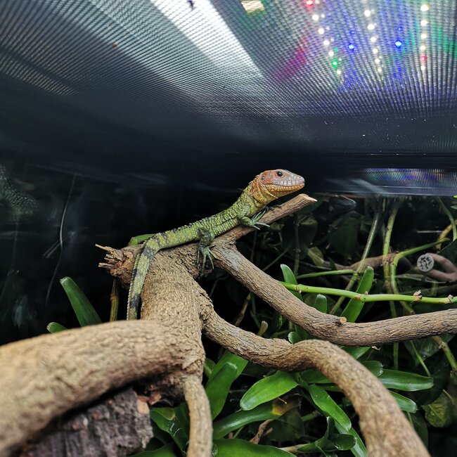 Lizard PREORDER Caiman Lizard, Dracaena guianensis