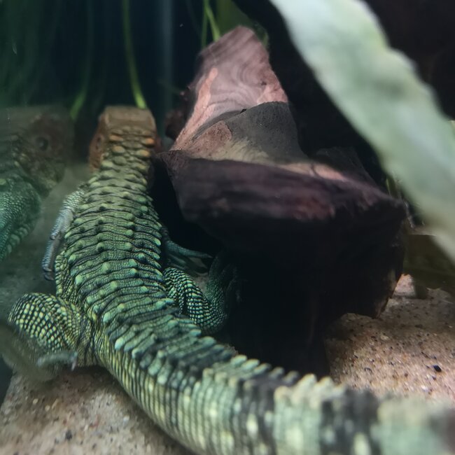 Lizard PREORDER Caiman Lizard, Dracaena guianensis