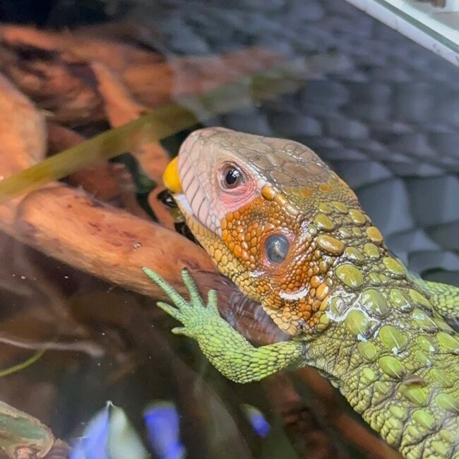 Lizard PREORDER Caiman Lizard, Dracaena guianensis