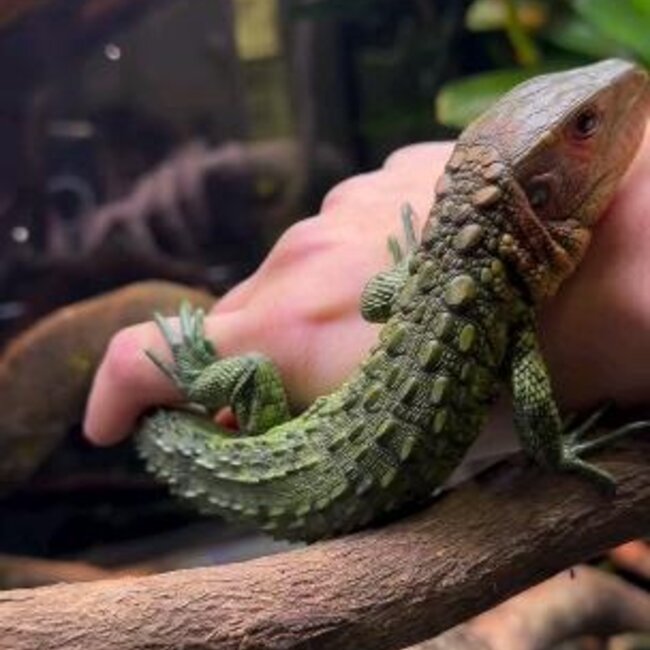 Lizard PREORDER Caiman Lizard, Dracaena guianensis