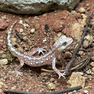 Beaded Gecko (Lucasium damaeum)