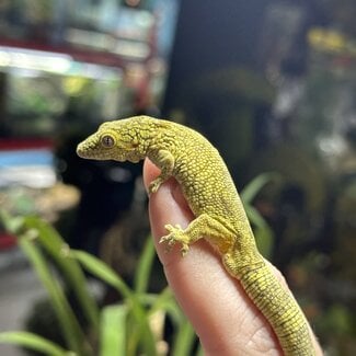 Bauer's Chameleon Gecko (Eurydactylodes agricolae)