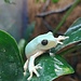 Tree Frog Mexican Leaf Frog (Pachymedusa dacnicolor)