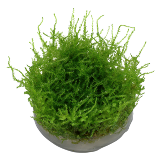 Christmas Moss 1-2-Grow!