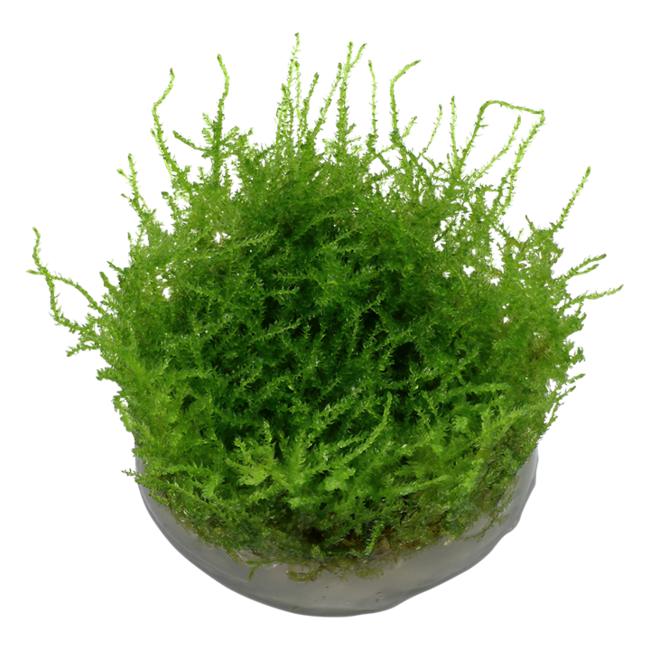 Christmas Moss 1-2-Grow!