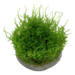 Tropica Christmas Moss 1-2-Grow!