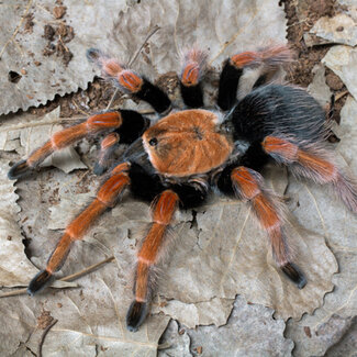 Tarantula Brachypelma boehmei 'Mexican Blood Leg' 1.5"