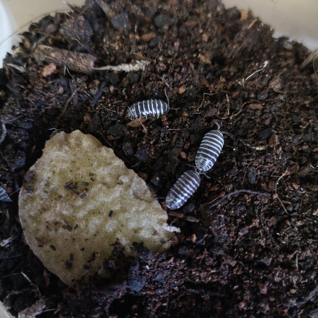 Armadillidium Maculatum Zebra Isopods 20pk