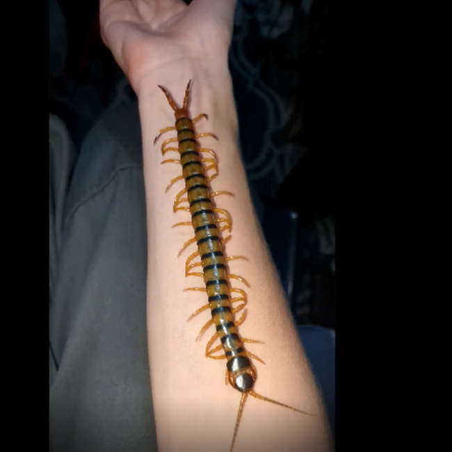 Centipede Ethmostigmus Trigonopodus 'Giant African Centipede'