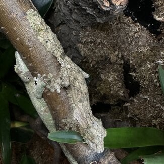 Uroplatus sikorae, Mossy Leaf Tail Gecko Male