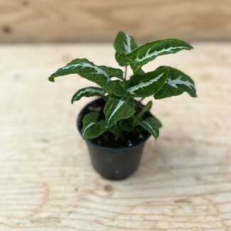 Live Plant Syngonium 'Black Velvet' 4"