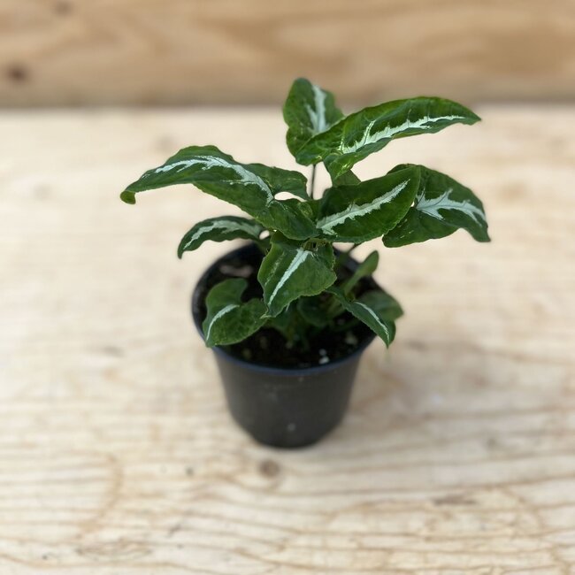 Live Plant Syngonium 'Black Velvet' 4"