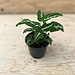 Syngonium 'Black Velvet' 4"