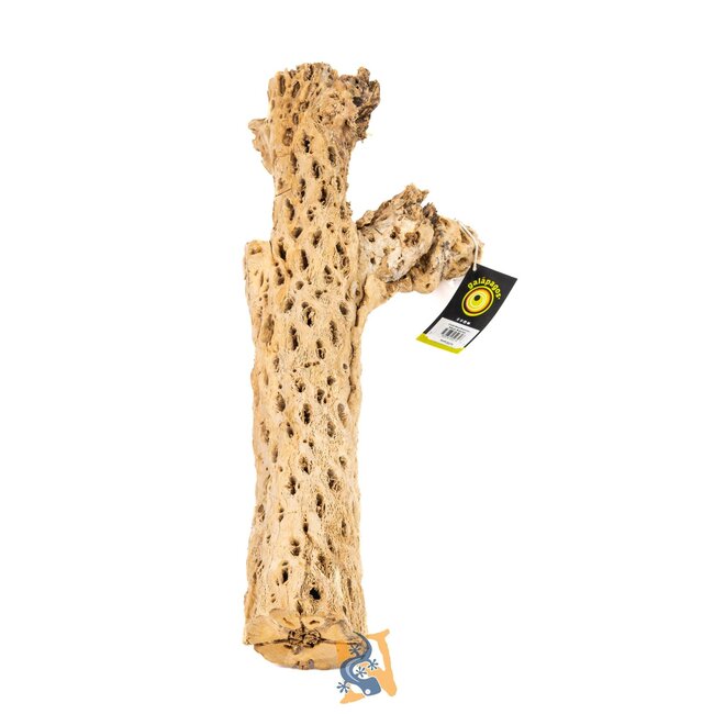 Cholla Wood Branches, Natural, Branched 24"