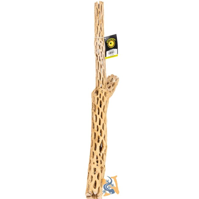 Cholla Wood Branches, Natural, Branched 24"
