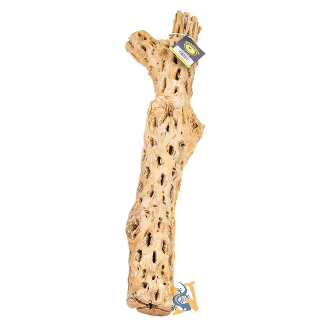 Cholla Wood Branches, Natural, Branched 24"