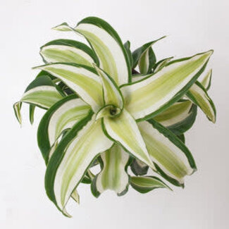 Dracaena Malaika Curly 4"