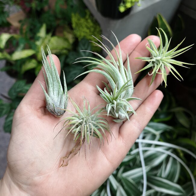 Tillandsia Assorted 1-3"