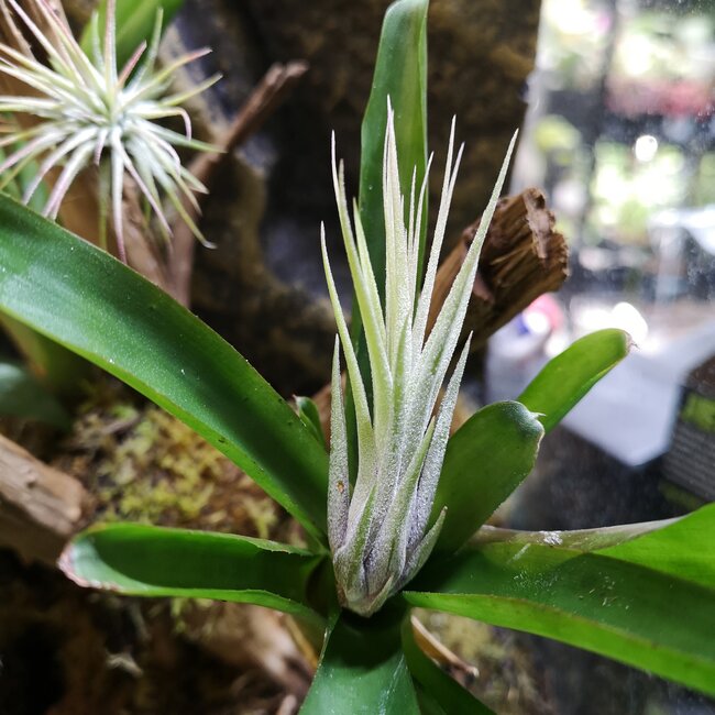 Tillandsia Assorted 1-3"