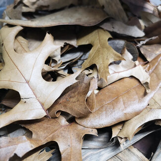 Premium Bioactive Leaf Litter Mix (sizes) Premium Bioactive Leaf Litter Mix (sizes)