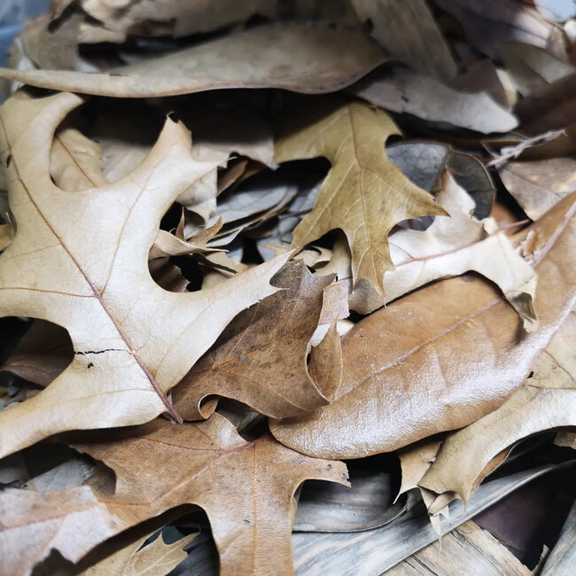 Premium Bioactive Leaf Litter Mix (sizes)