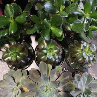 Succulents 4" Assorted
