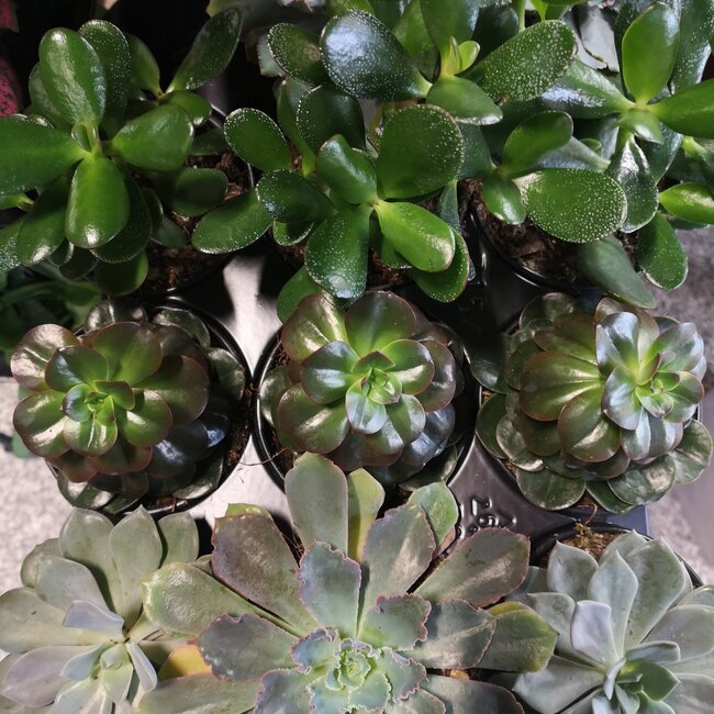Succulents 4" Assorted