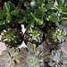 Succulents 4" Assorted