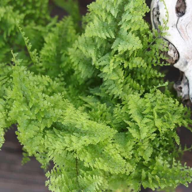 Live Plant Cotton Candy Fern Nephrolepis Exaltata Smithii
