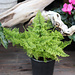 Live Plant Cotton Candy Fern Nephrolepis Exaltata Smithii