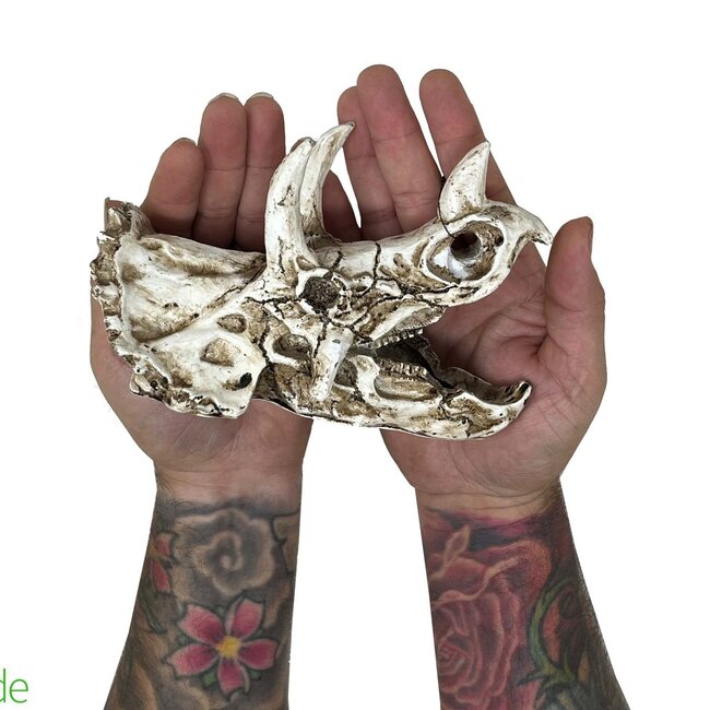 The Bio Dude - Dino Decor - Triceratops