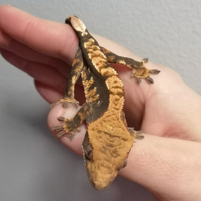 Harlequin Crested Gecko 'ty'
